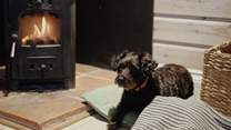 Your four-legged friend will love getting cosy by the fire. 