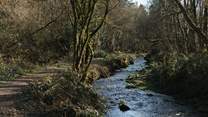 The Blackdown Hills can be reached in under 30- minutes. This is Otterhead Lakes walk, a lovely circular route which is dog-friendly. 