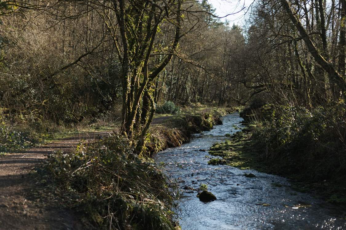 The Blackdown Hills can be reached in under 30- minutes. This is Otterhead Lakes walk, a lovely circular route which is dog-friendly.