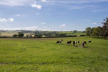 You will often see the farm's cows in the field next to the cottage - they are sure to come up and see you too!