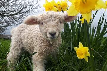 Children will love this setting - lambs in springtime in particular.