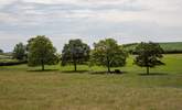 You will often see  the farm's cows in the field next to the cottage - they are sure to come up and see you too! - Thumbnail Image