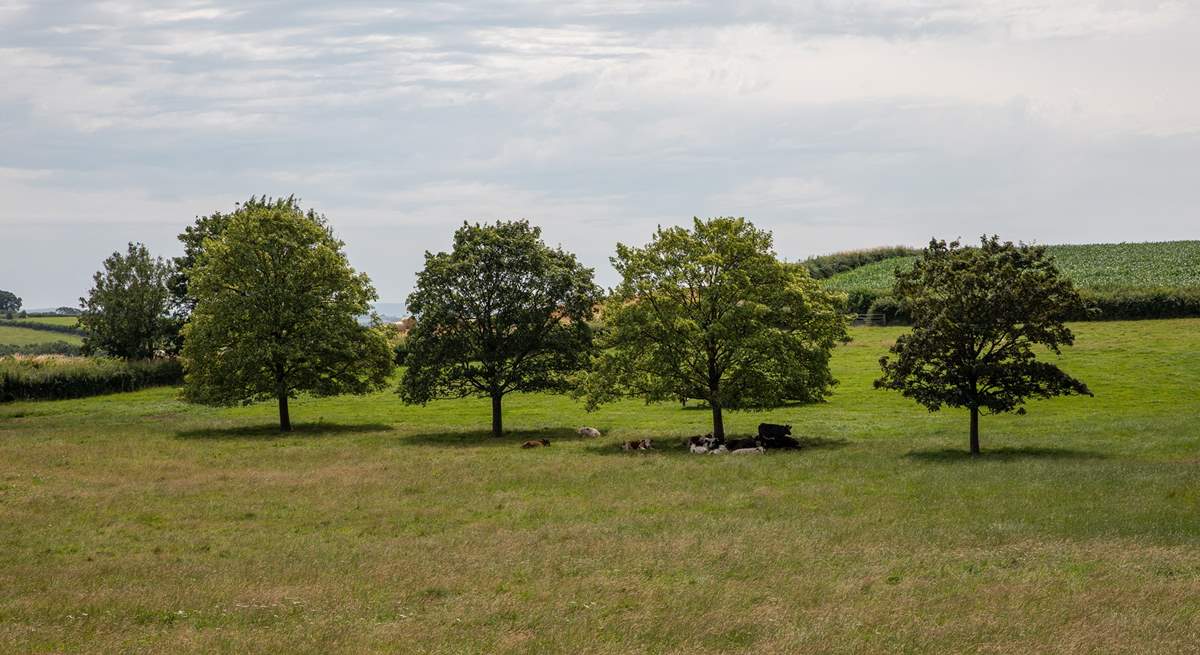 You will often see  the farm's cows in the field next to the cottage - they are sure to come up and see you too!