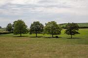 You will often see  the farm's cows in the field next to the cottage - they are sure to come up and see you too!