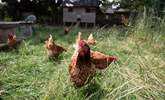 Say hi to some of the neighbours! Great Ash Barn is located on a working farm. - Thumbnail Image