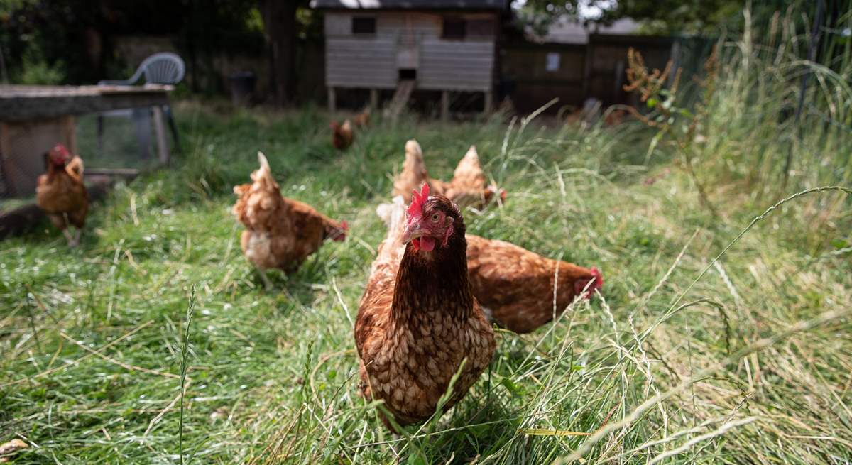 Say hi to some of the neighbours! Great Ash Barn is located on a working farm.