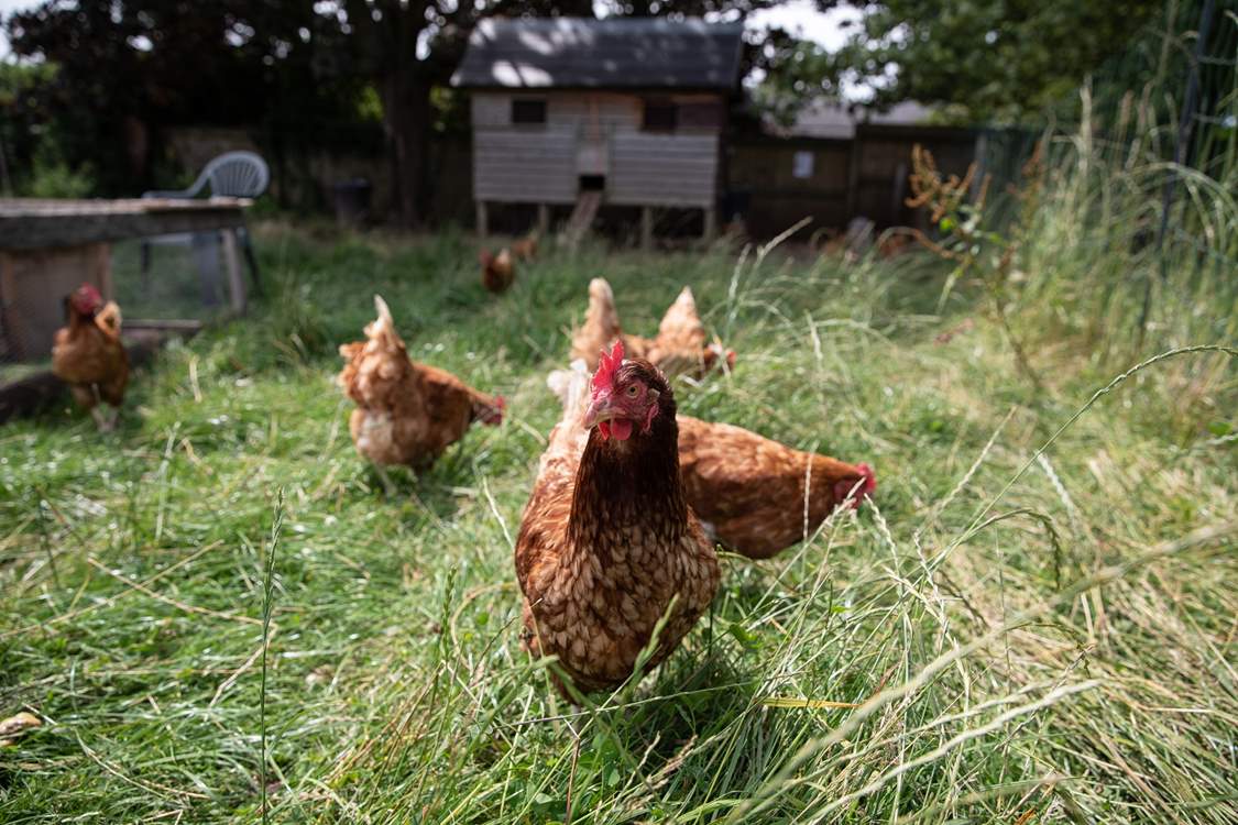 Say hi to some of the neighbours! Great Ash Barn is located on a working farm.
