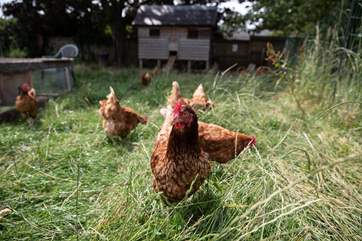 Say hi to some of the neighbours! Great Ash Barn is located on a working farm.
