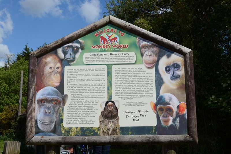 Nearby Monkey World is a great day out for all the family.