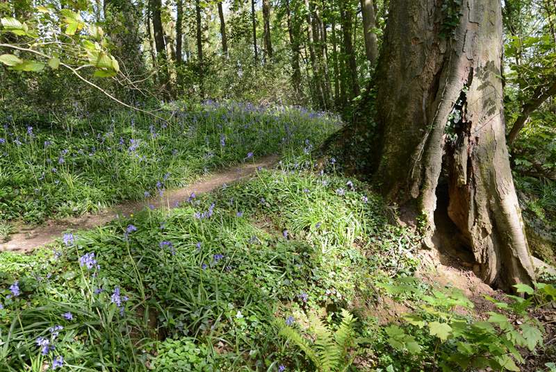 Nearby Bockhampton woods - a great place to visit, Hardy's Cottage and visitor centre are here too.