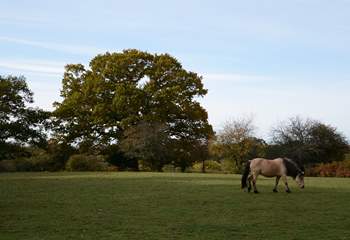 The New Forest National Park is less than a one hour drive from Tolpuddle.