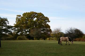 The New Forest National Park is less than a one hour drive from Tolpuddle.