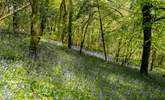 The owners encourage you to enjoy their woodland walks - the bluebell carpet in the spring is quite stunning. - Thumbnail Image