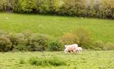 Enjoy watching the livestock in the surrounding fields. - Thumbnail Image