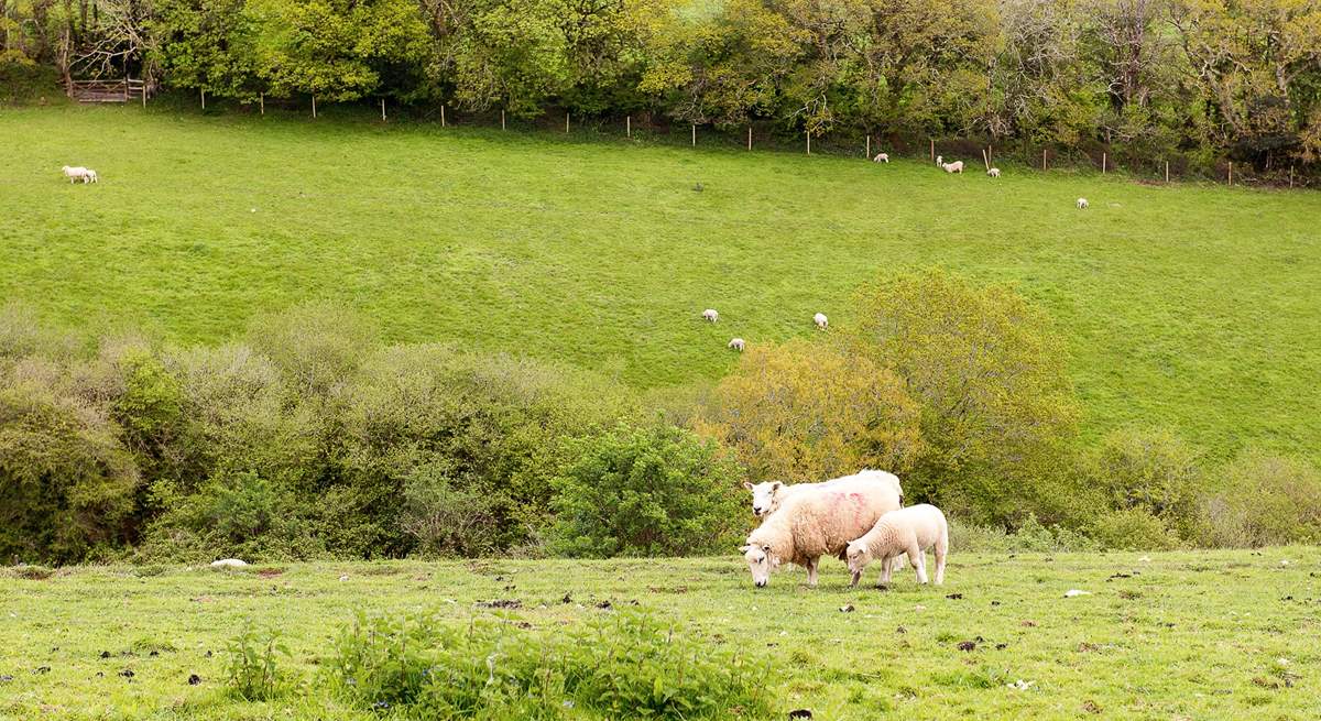 Enjoy watching the livestock in the surrounding fields.