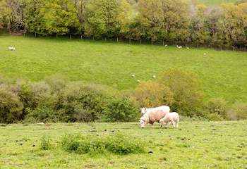 Enjoy watching the livestock in the surrounding fields.