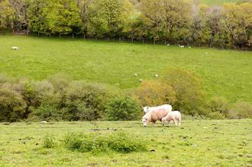 Enjoy watching the livestock in the surrounding fields.