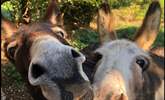 As you wander around the owners grounds you might get to meet Moby and Hilda grazing in the fields - Thumbnail Image