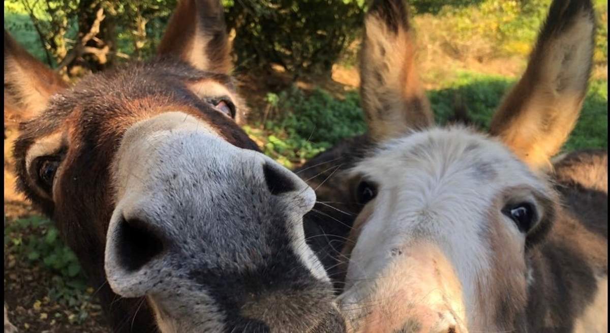 As you wander around the owners grounds you might get to meet Moby and Hilda grazing in the fields