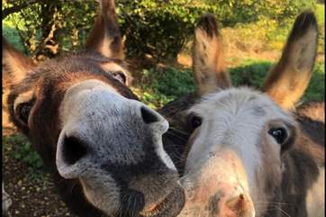 As you wander around the owners grounds you might get to meet Moby and Hilda grazing in the fields