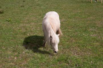 In the neighbouring field, you will find 'Lucy' the pony.