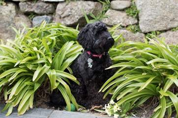 Your pooch can come too.