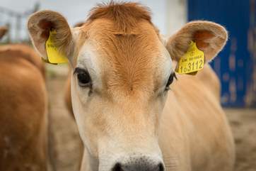 Come and meet the other residents at the farm, the pretty Jersey cows. The owners are happy to show you around if you would like.