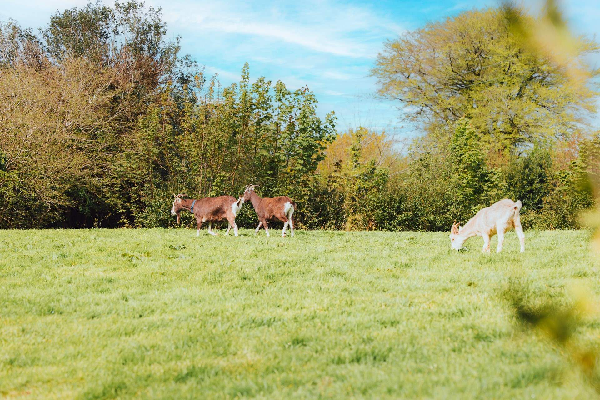 Your friendly neighbours might pop by to say hello