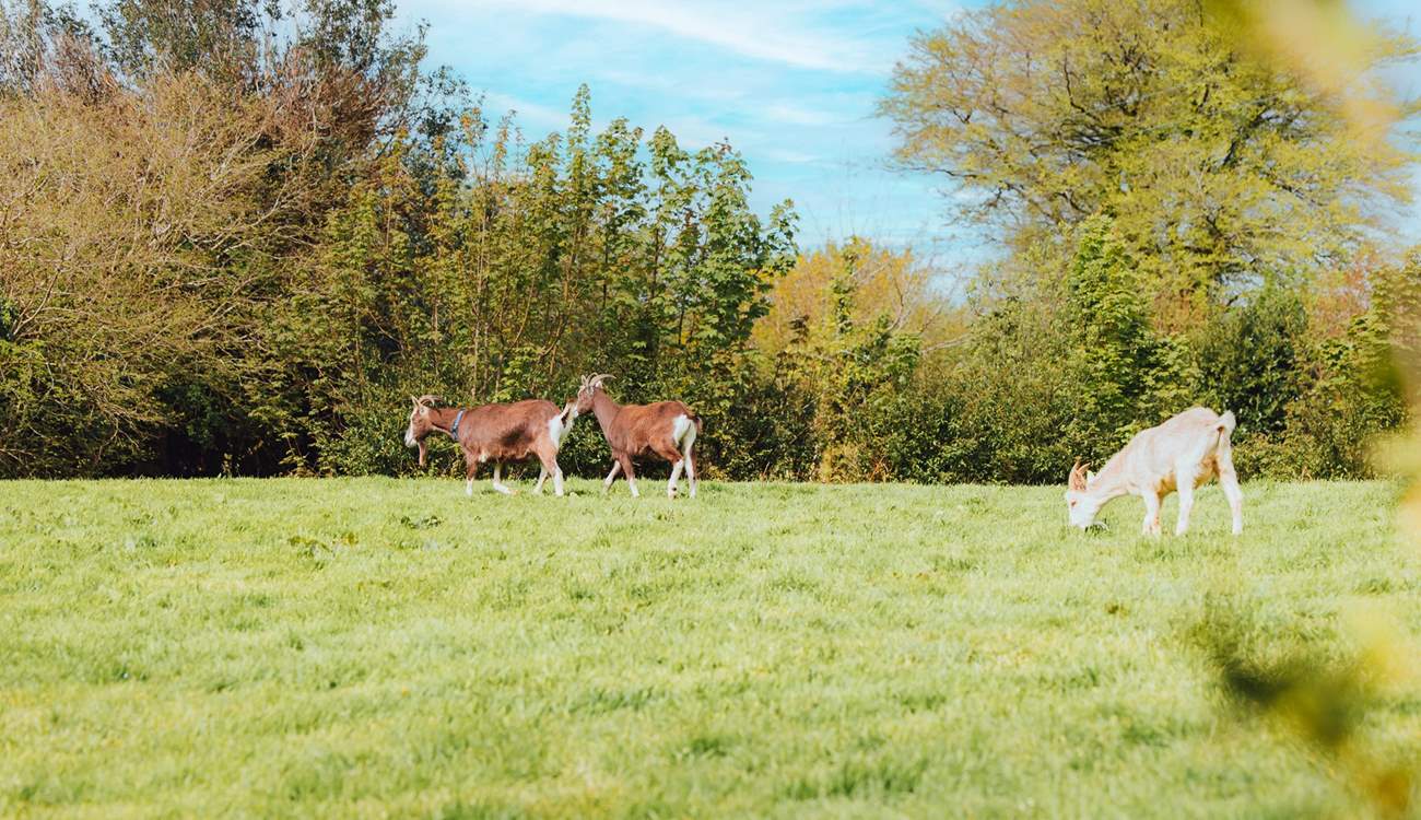 Your friendly neighbours might pop by to say hello