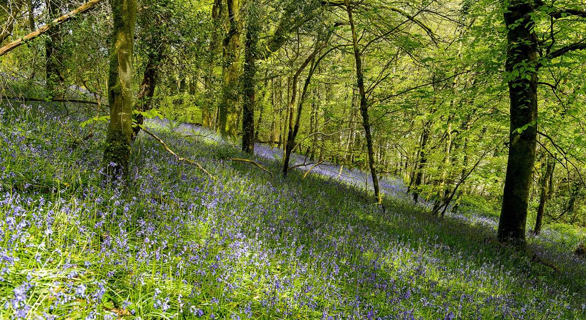 The owners are happy for you to enjoy their woodland walks - the bluebell carpet in the spring is not to be missed!