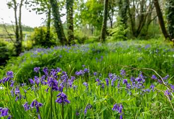 Enjoy a carpet of bluebells in spring.