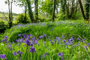 Enjoy a carpet of bluebells in spring.