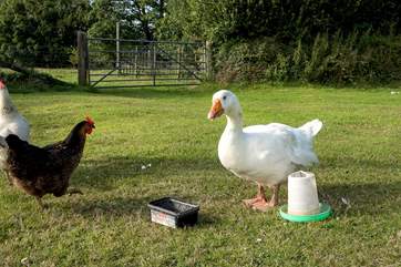 With chickens and geese also on hand to add to the enjoyment.