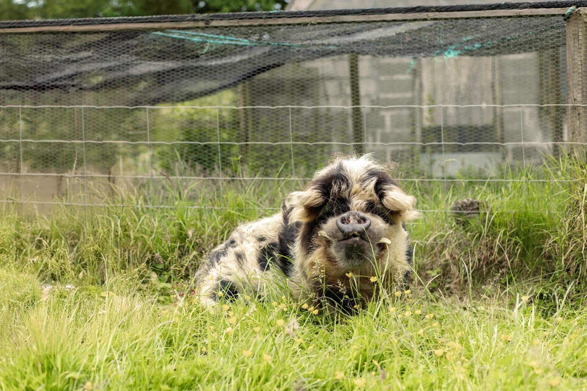 Say hello to Margot!