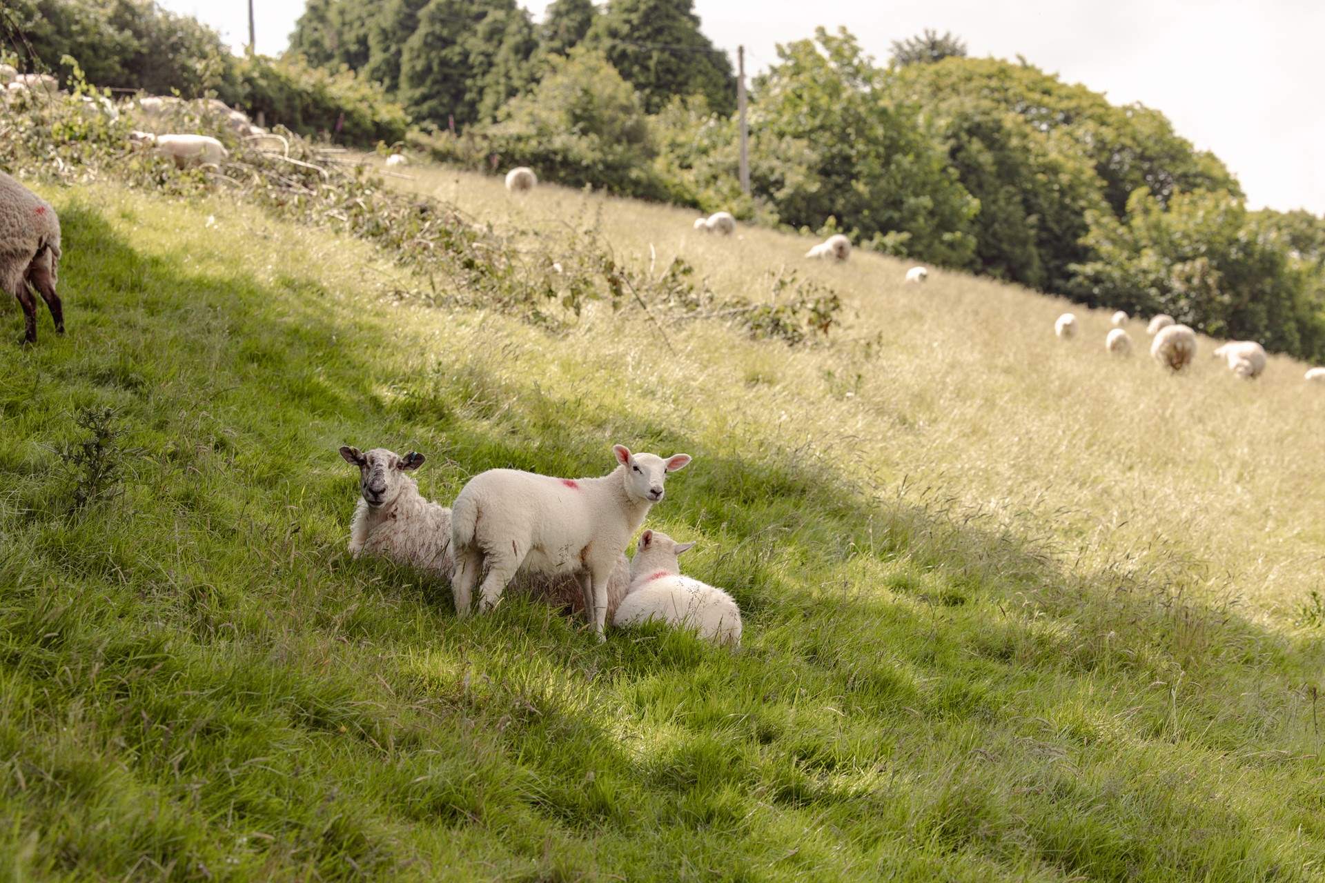 The sheep are very happy with their home as will you.