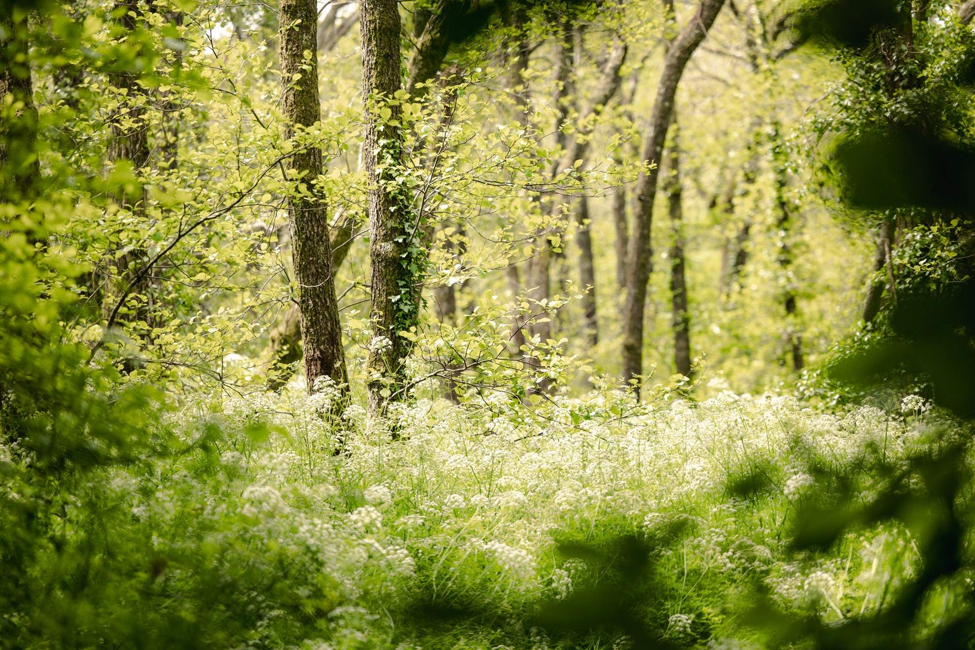 Woodlands that offer a place for reflection and recharging.