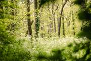 Woodlands that offer a place for reflection and recharging.