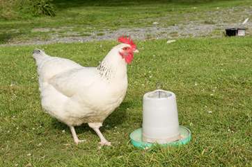 The girls roam freely so may pop across.