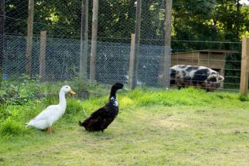 The animals are a real delight.