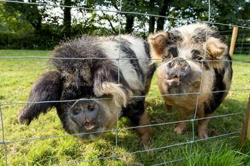 Margot and Boris are fabulous!
