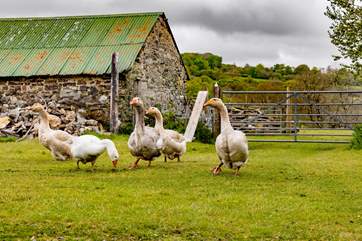 The animals and countryside are a real delight.