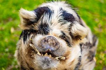 Boris cannot fail to make you smile!