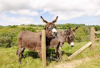 Enjoy walking through the owners' fields where you will find Marigold and her daughter Millie.