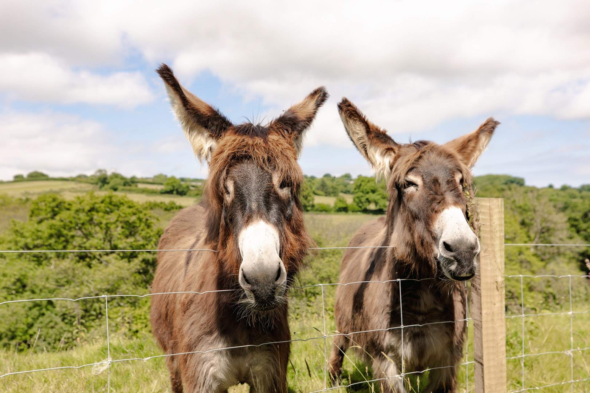 The animals give you a true sense of countryside living.