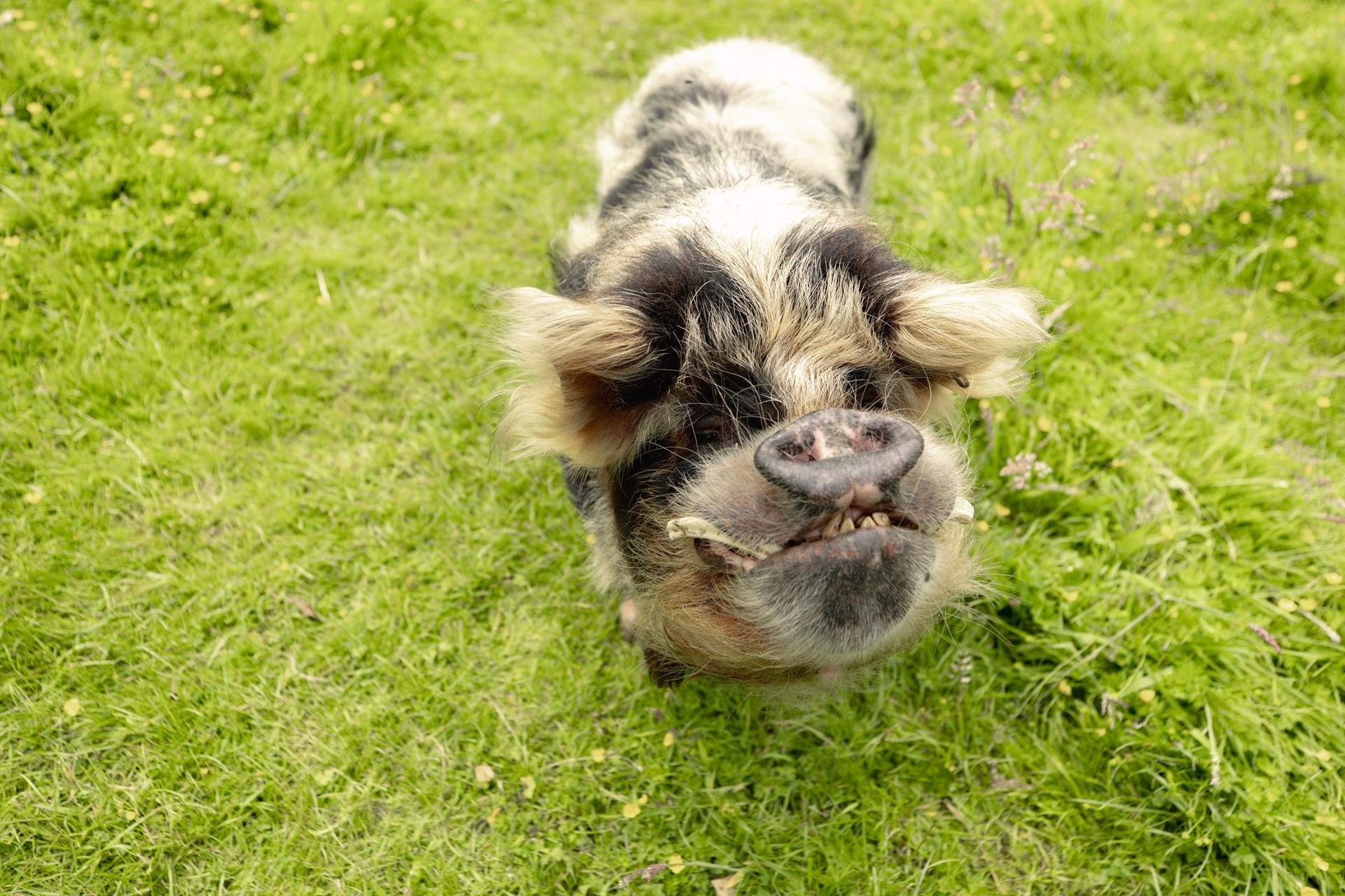 Say hello to gorgeous Boris.