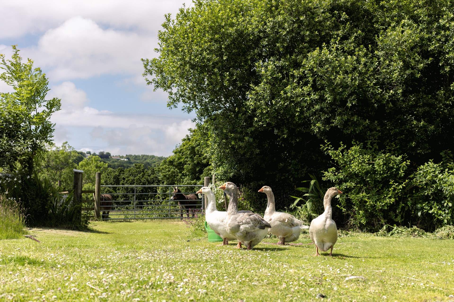The animals and countryside are a real delight.