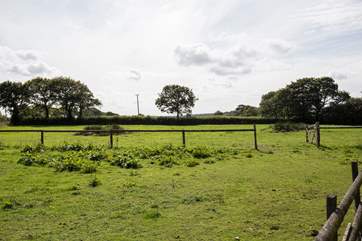 The private doggie area. Throw a ball, have a sniff or simply run wild. This fully enclosed paddock has been designed to enable your four-legged friends(s) to let off some steam.