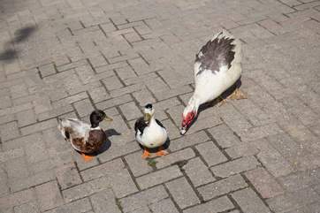 The smaller of the on-site residents are always ready and waiting with a friendly welcome.