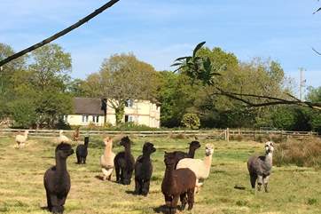 Your neighbours are very nosy yet very friendly. Please ensure that dogs are kept on leads when walking the grounds, especially when walking passed the alpacas.