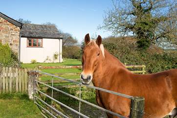 Your neighbour is always around to say hello.